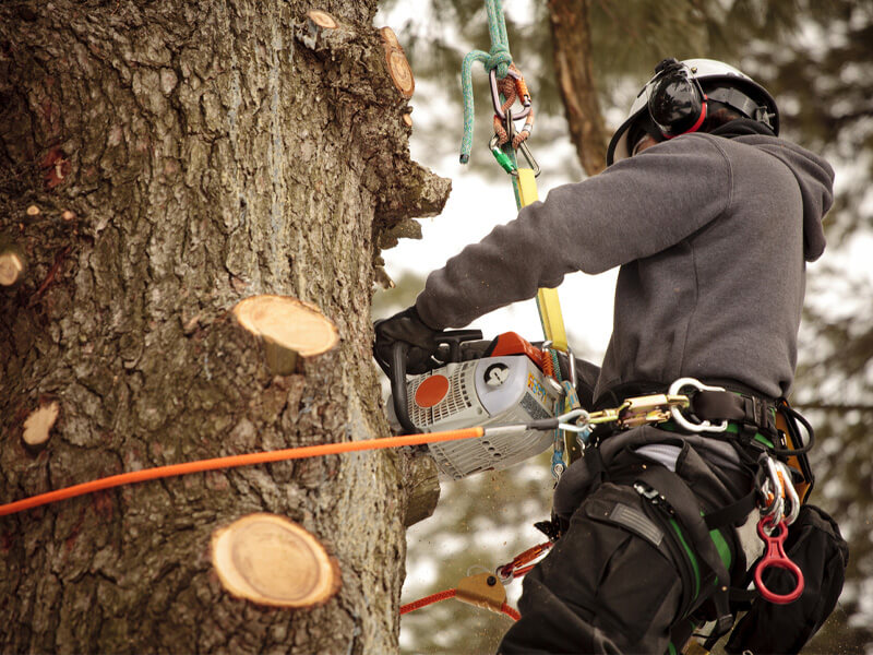 Arborist Cutting Branches With Harness