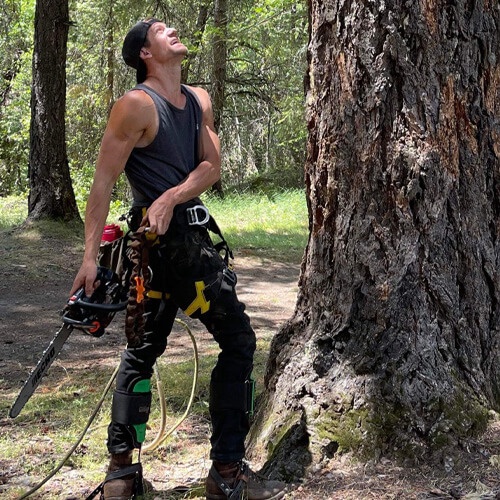 Close Up Of Zac With A Chainsaw Cutting Down A Pine Tree